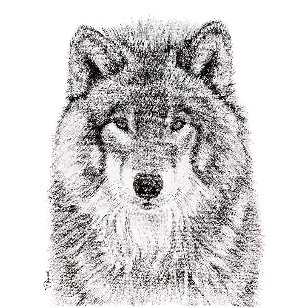 Wolf Portrait - Greeting Card